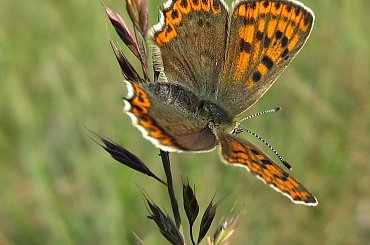 #CzerwończykDukacik #motyl