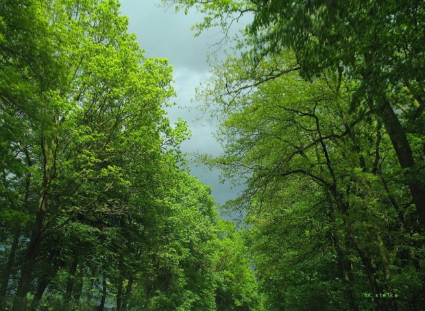 tym razem troszkę na zielono ... tuż przed burzą ... #drzewa #droga #niebo #PrzedBurzą
