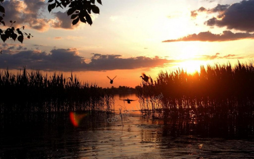 #fotoel #ZachódSłońca #PtakiWodne #jezioro #woda #lato