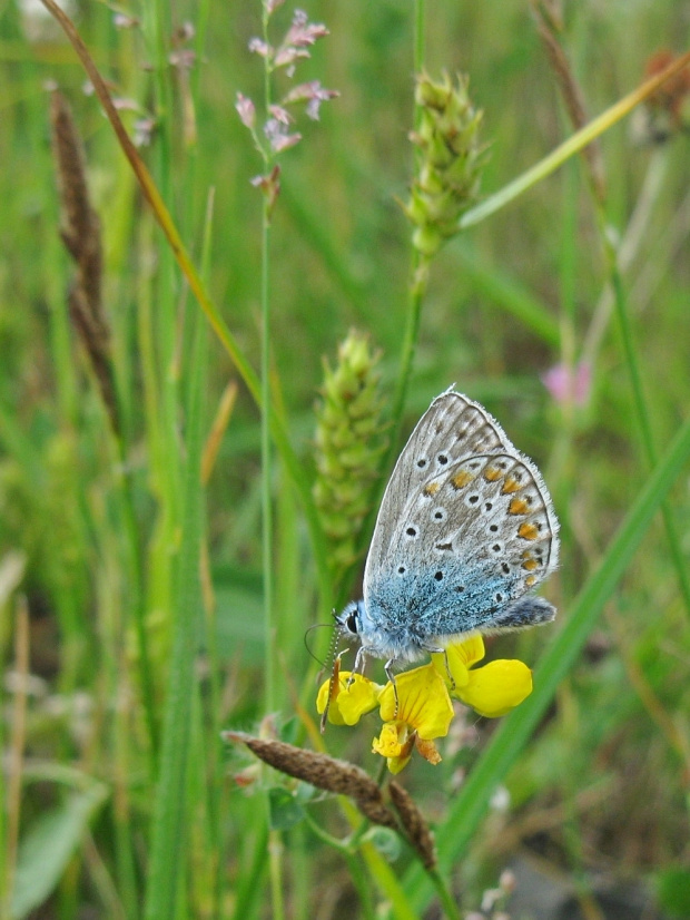 #motyl