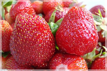 #truskawki #owoce #ogród