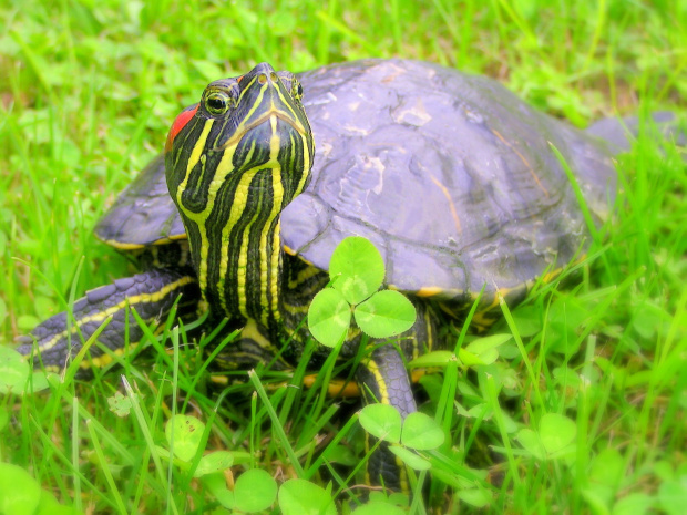Mój żółwik czerwonolicy. Ma na imię Burek :))))
