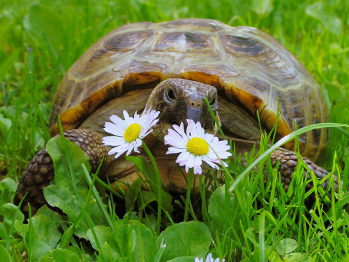 Kto jada kwiatki, ten jest piękny i gładki :)))