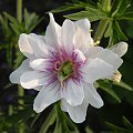 Geranium pratense 'Algera Double'