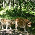 Zwykły spacer z Indianą, las, woda, psi koledzy. Czerwiec 2010.