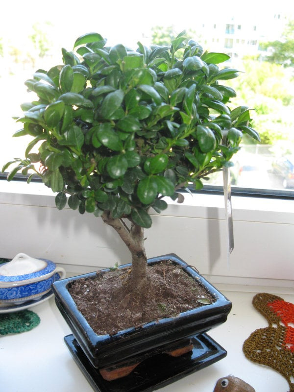 Bonsai mojego strzyżenia