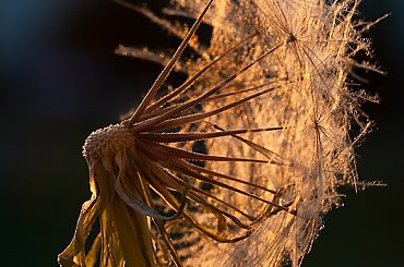 Latawce, ..., wiatr... #flora #dmuchawiec #arietiss