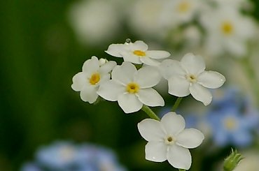 #kwiaty #maj #niezapominajki