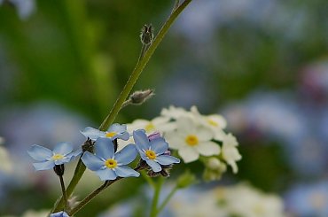 #kwiaty #maj #niezapominajki