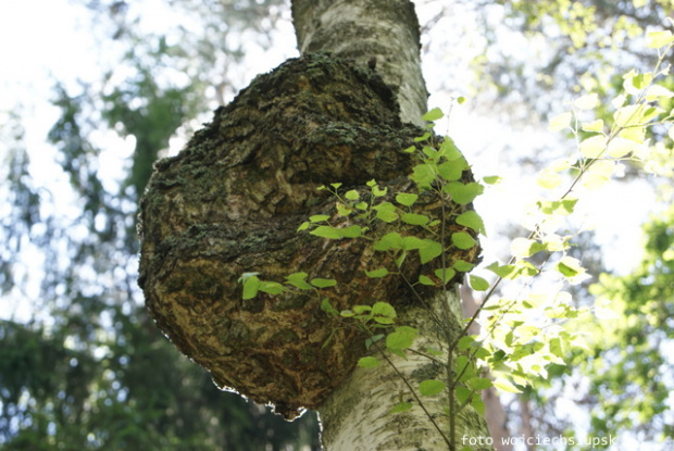 Samborowookolice
nad Drwęcą