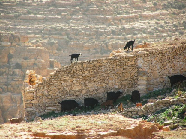 Gebel Nafusa - okolice Arhaybat