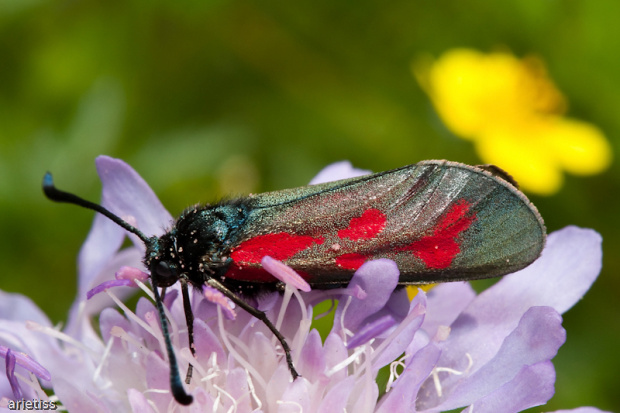 Kraśnik... #motyl #kraśnik #owady #makro #fauna #natura #arietiss