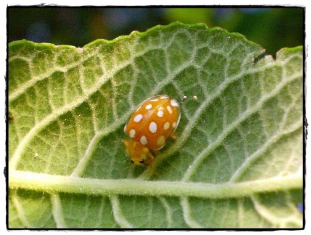 Halyzia sedecimguttata . Data : 05.06.2008. Miejscowość : Piaski Wielkopolskie .