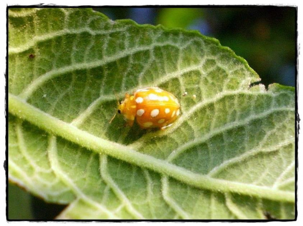 Halyzia sedecimguttata . Data : 05.06.2008. Miejscowość : Piaski Wielkopolskie .