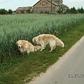 Zaczynamy poranny spacer w dzień wyborów