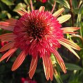 Echinacea 'Irresistible'