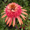 Echinacea 'Irresistible'