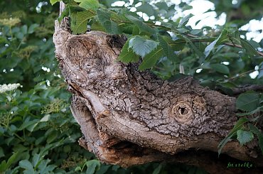 drzewa różne ... #drzewa #konary #natura #przyroda #łąka #park #WPolu