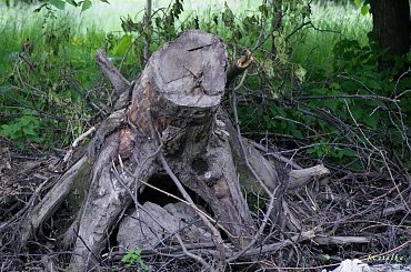 drzewa różne ... #drzewa #konary #wiatrołom #natura #przyroda #łąka #park #WPolu #NadWodą