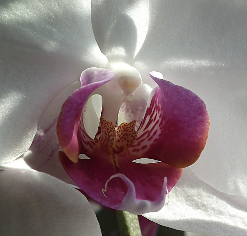 Orchidea.. #Kwiaty #Orchidea #AparatFujifilmFinePixHS10HS11 #alicjaszrednicka