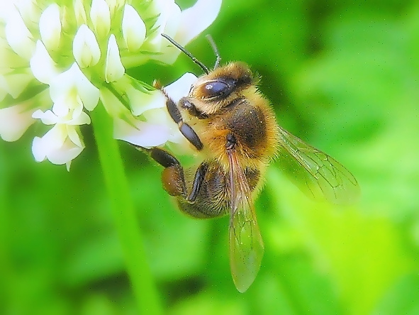 Pszczółka :)