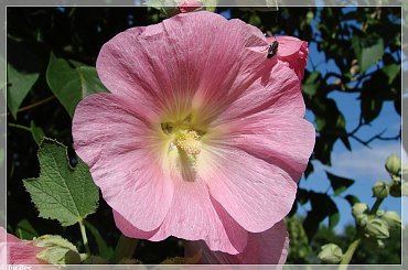 #MALWY #KWIATY #OGRÓD