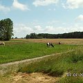 Dzisiaj ruszyliśmy troche dalej i oto pierwsze krowy na pastwisku