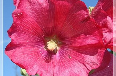 #MALWY #KWIATY #OGRÓD