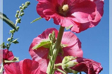 #MALWY #KWIATY #OGRÓD