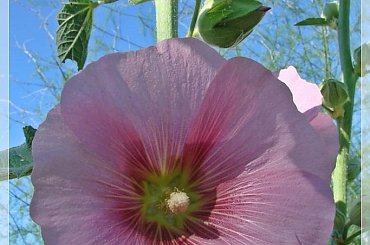 #MALWY #KWIATY #OGRÓD