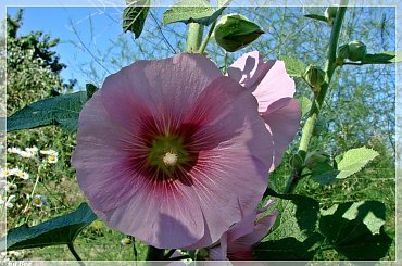 #MALWY #KWIATY #OGRÓD