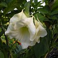 Brugmansia x candida f. pleno 'Angels Flight'