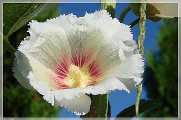 #MALWY #KWIATY #OGRÓD