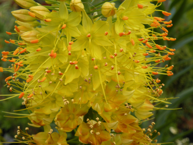 Eremurus x isabellinus 'Cleopatra' ???