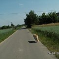 więc spacerki dzienne sa króciutkie i pod orzech