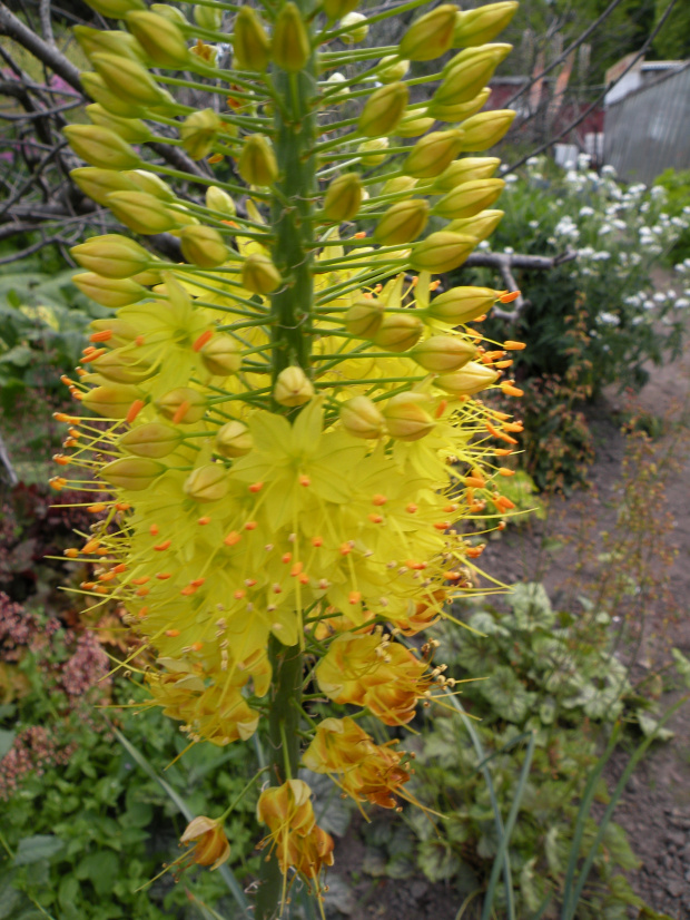 Eremurus x isabellinus 'Cleopatra' ???