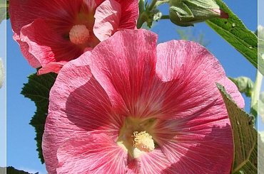 #MALWY #KWIATY #OGRÓD