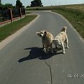 Zaczęło się robić tak ciepło, że nawet Lady nie chce się szarpać