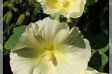 #MALWY #KWIATY #OGRÓD