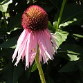 Echinacea pallida