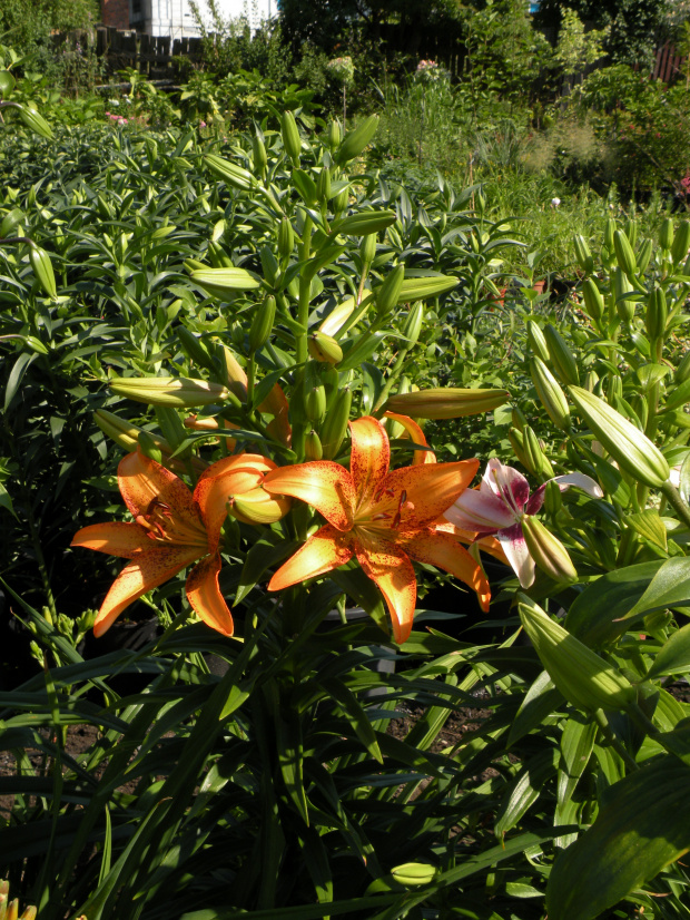 Lilium L.A. 'Kentucky'