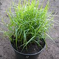 Carex 'Little Midge'