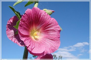 #MALWY #KWIATY #OGRÓD