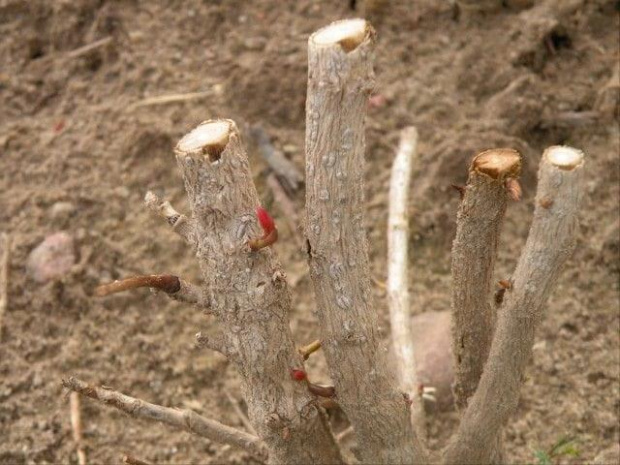 moja uschnieta mahonia puszcza nowe pedy