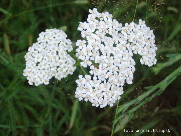 wieczorny spacerek z maluszkiem i Olympusem SP 510UZ