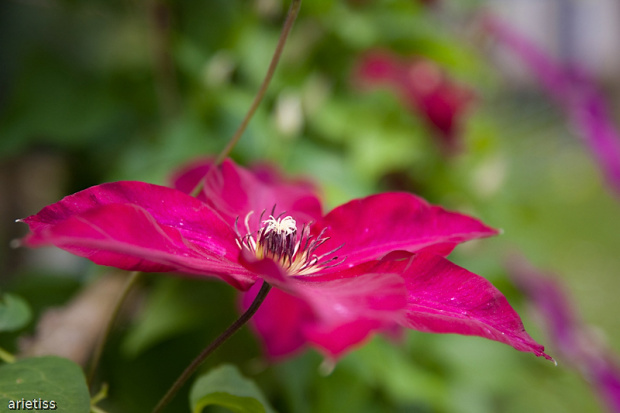 Powojnik... #natura #flora #kwiat #ogród #powojnik #arietiss