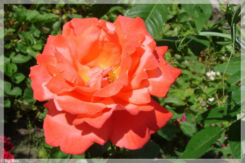 #róże #kwiaty #ogród