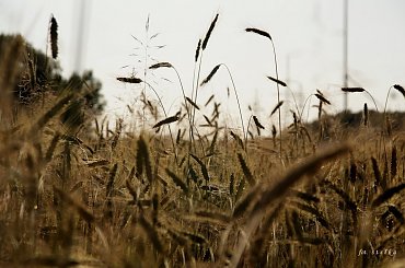 daje się dla samego dawania, a nie po to, by otrzymać coś w zamian ... (Richard Carlson)
------ wyjeżdżam na kilka dni w swoje ukochane strony ------
pozdrawiam Was wszystkich bardzo cieplutko ... :))) #pola #łąki #zboże #przyroda #lato