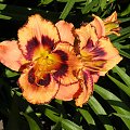 Hemerocallis 'Awesome Blossom'