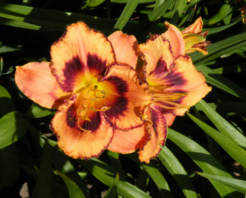 Hemerocallis 'Awesome Blossom'